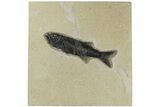 Uncommon Fish Fossil (Mioplosus) - Wyoming #189261-1